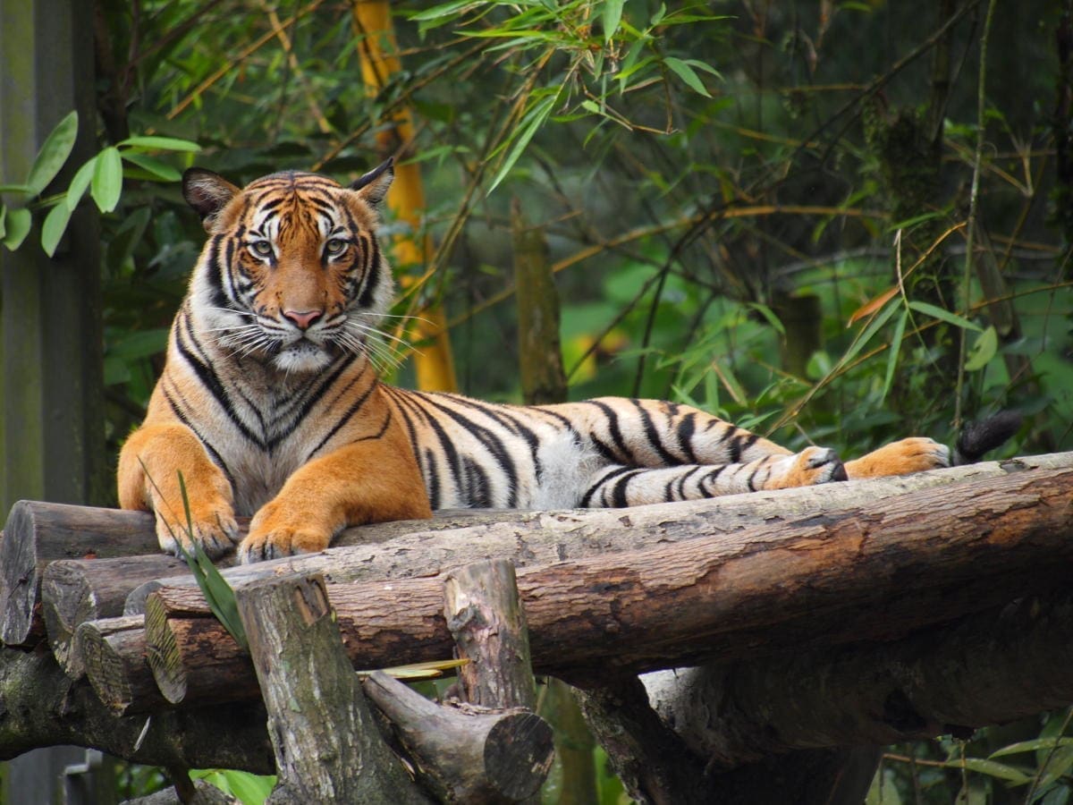 Taiping & Cameron highland amazing tour of 3 days 2 Nights 3D2N - Image 4