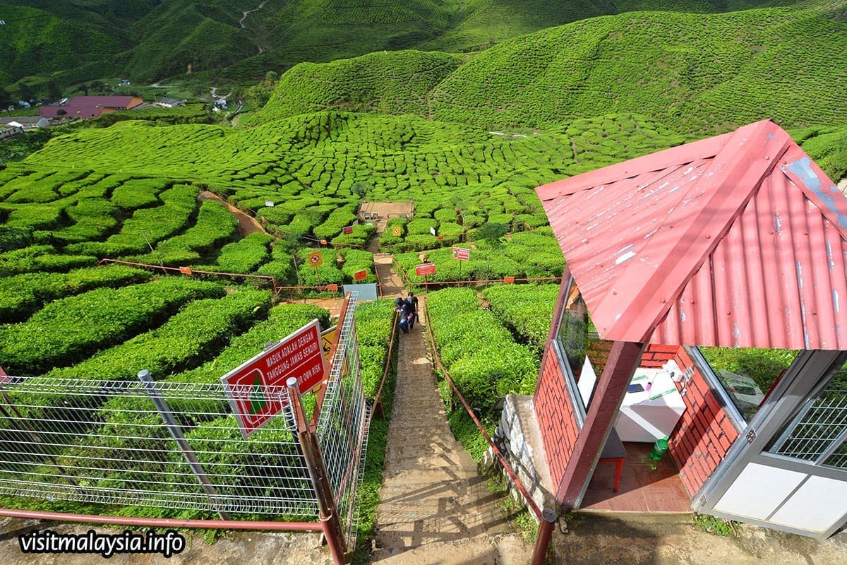 Taiping & Cameron highland amazing tour of 3 days 2 Nights 3D2N - Image 3