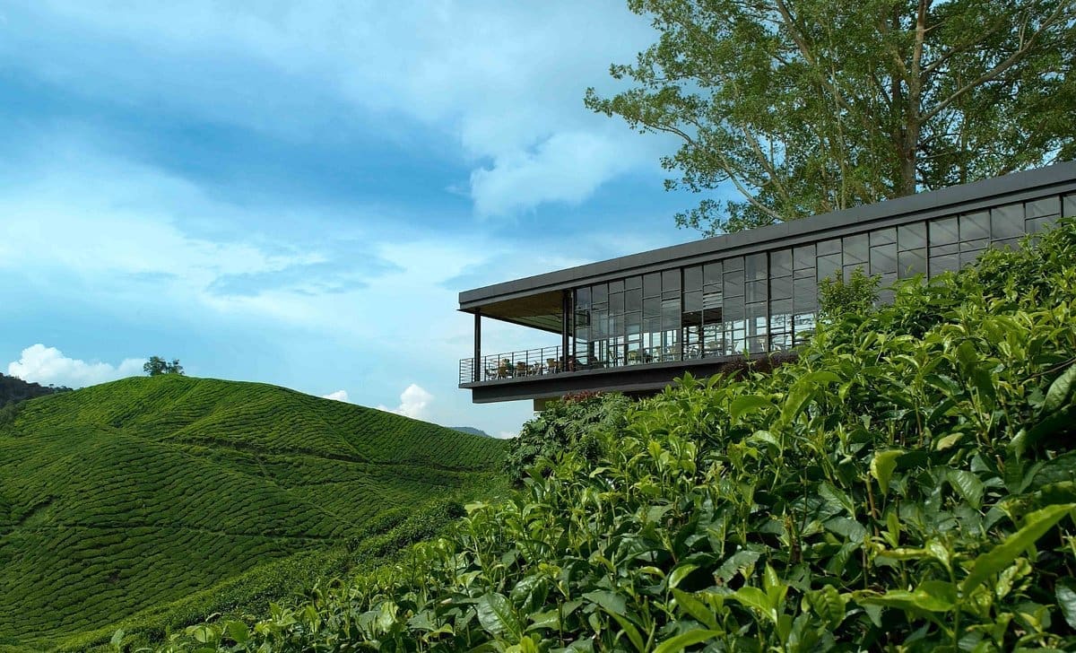 Taiping & Cameron highland amazing tour of 3 days 2 Nights 3D2N